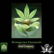 Homegrown Fantaseeds The Fantasy